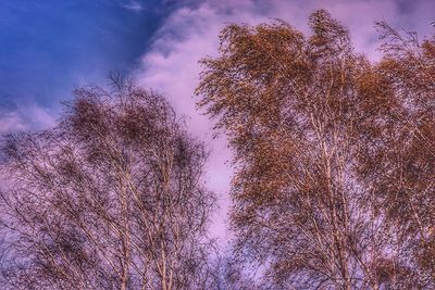Low angle view of trees against sky