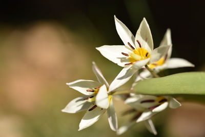 Close-up of white flowering plant