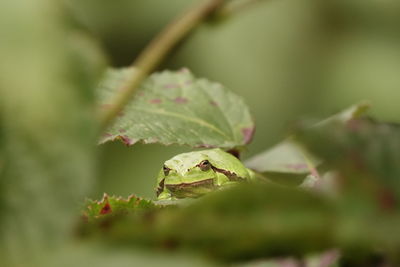 Close-up of green leaves on plant