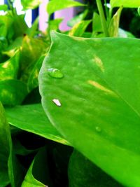 Close-up of green leaves