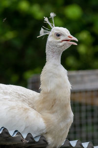 Head shot of a leucistic peacock  with a green background