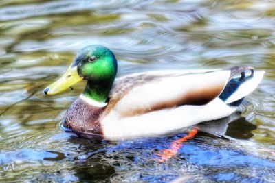 Close-up of mallard duck in lake