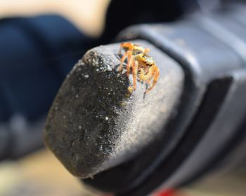 Close-up of spiders on black object