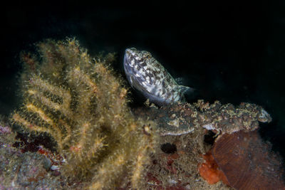 Fish swimming in sea