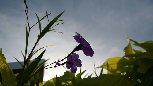 Low angle view of purple flowers blooming against sky