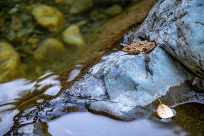 High angle view of crocodile on rock