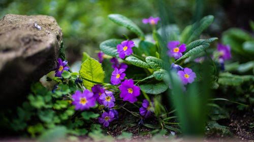 Close-up of purple flowers