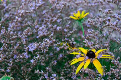 Close-up of yellow flowers blooming outdoors