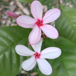 Close-up of pink flower