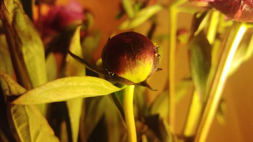 Close-up of plant