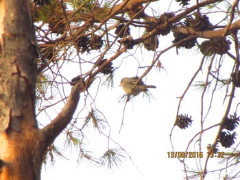 Low angle view of bird perching on tree