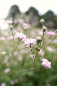 Close-up of pink flowering plant