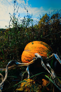 Close-up of pumpkin on field against trees