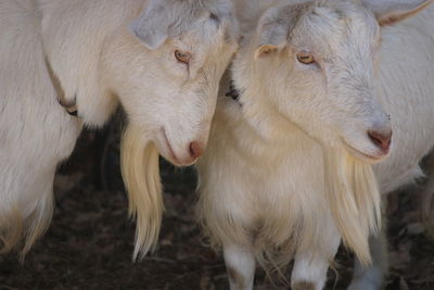 Close-up of two horses on field