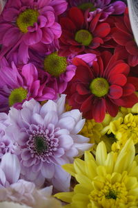 Close-up of pink flowers