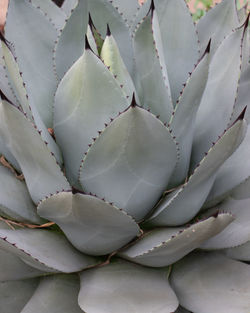 Full frame shot of succulent plant