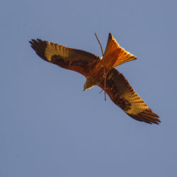 Low angle view of red kite flying against clear sky