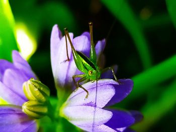 Close-up of insect on purple flower