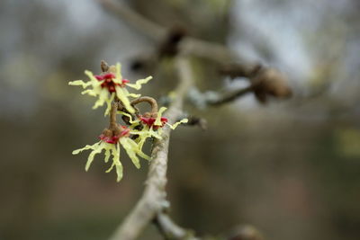 Close-up of red flowering plant