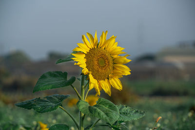 Close-up of sunflower on field