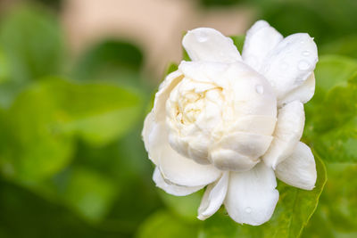 Close-up of wet white flowering plant
