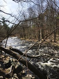 Bare trees in water