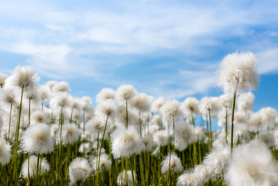 Close-up of white flowering plants on field