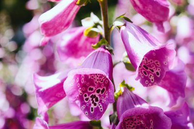 Close-up of pink flowers