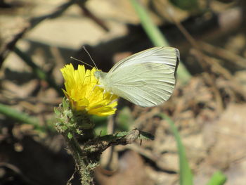 Close-up of butterfly on flower