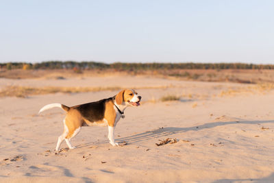 Dog walking on beach