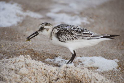 Close-up of a bird