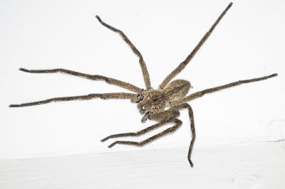 Close-up of spider on white background