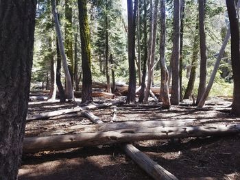 Trees in forest