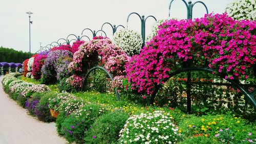 Pink flowers blooming in park