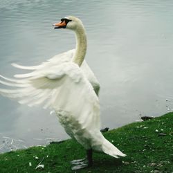 Swan swimming in lake