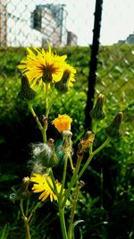 Close-up of yellow flowers blooming outdoors