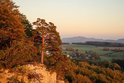 Trees on landscape against sky during sunset