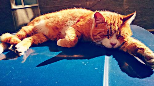 Close-up of cat sleeping