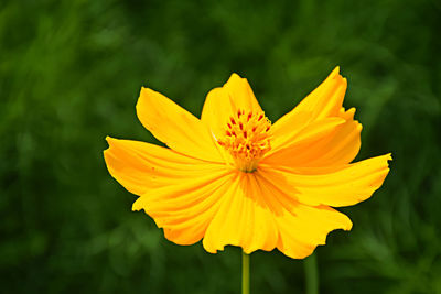 Close-up of yellow cosmos flower