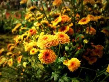 Close-up of yellow flowers blooming outdoors