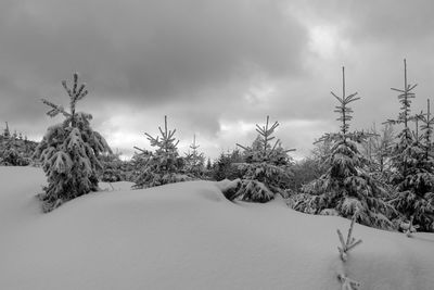 Trees on snow covered landscape against sky