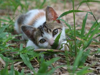 Close-up portrait of cat