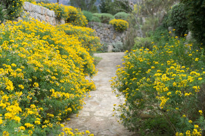 Yellow flowers on footpath