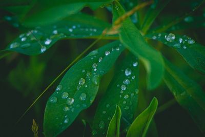 Close-up of wet plant