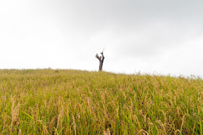 Dead tree on field against sky