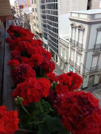 Close-up of red flowering plant against building