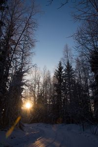 Sun shining through trees