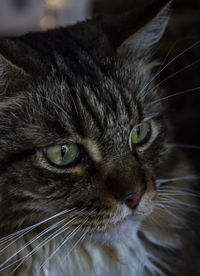 Close-up portrait of a cat