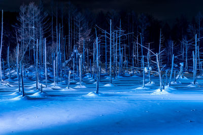 Frozen trees on field at night