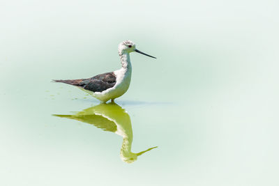 Bird on a lake